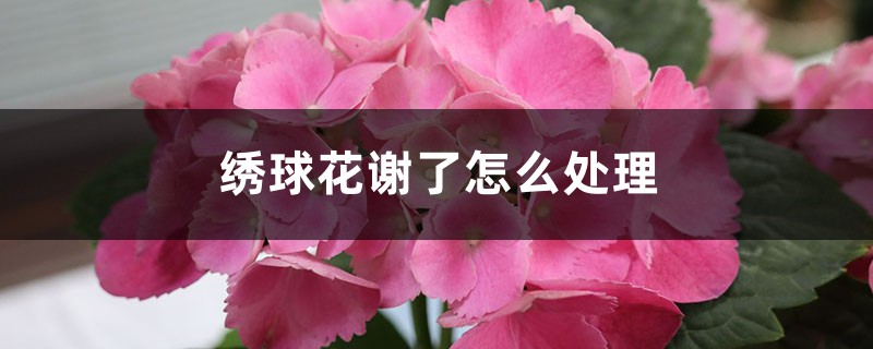 绣球花谢了怎么处理