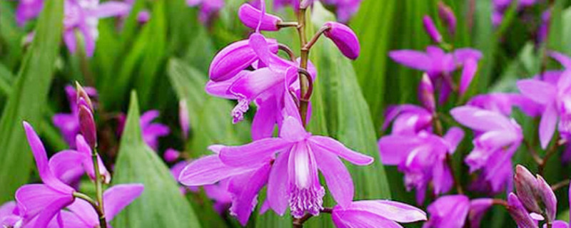 白芨种植