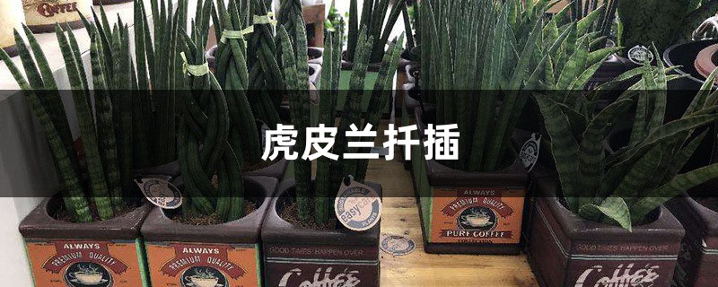 虎皮兰扦插