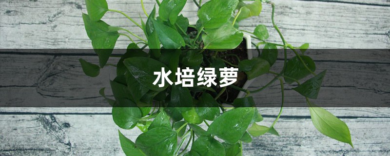 水培绿萝