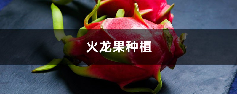 火龙果种植