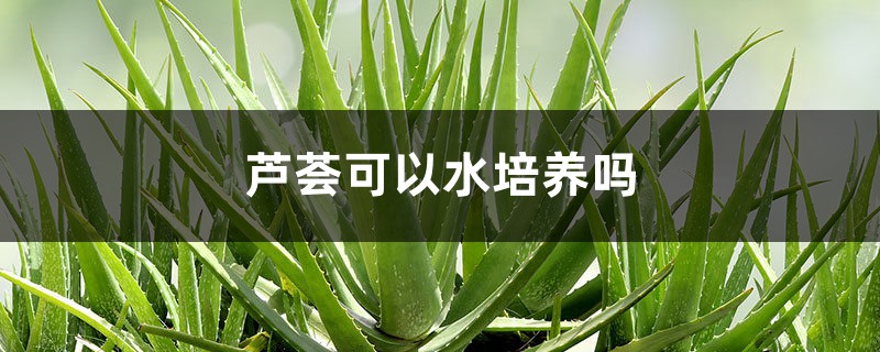 芦荟可以水培养吗