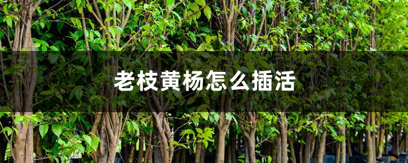 老枝黄杨怎么插活