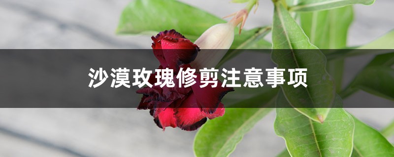 沙漠玫瑰修剪注意事项