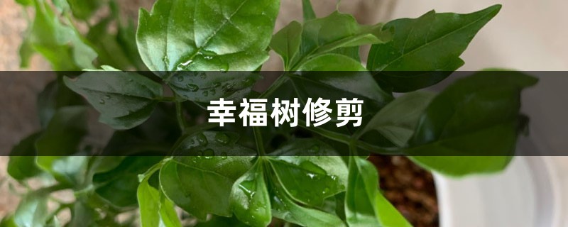 幸福树修剪