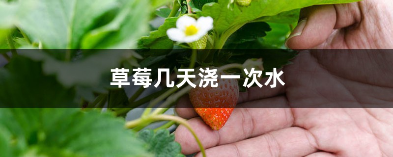 草莓几天浇一次水