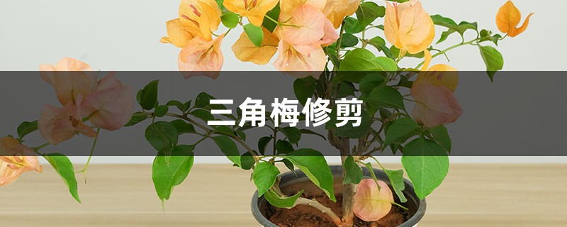 三角梅修剪