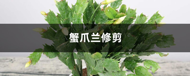 蟹爪兰修剪