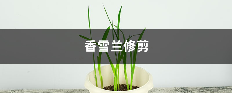 香雪兰怎么修剪