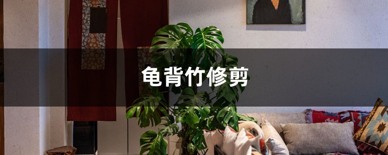 龟背竹修剪