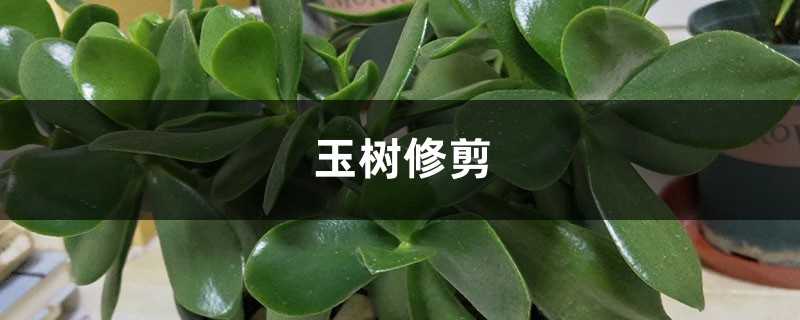 玉树修剪