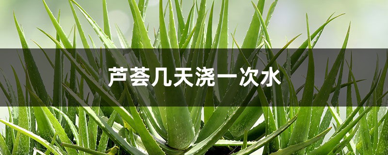 芦荟几天浇一次水