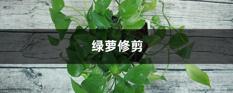 绿萝修剪