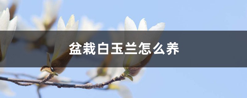 盆栽白玉兰怎么养