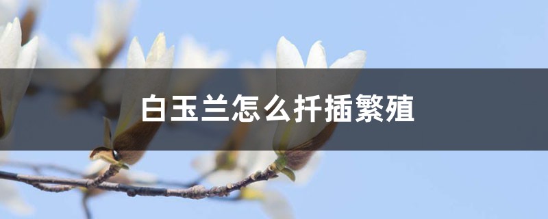 白玉兰怎么扦插繁殖