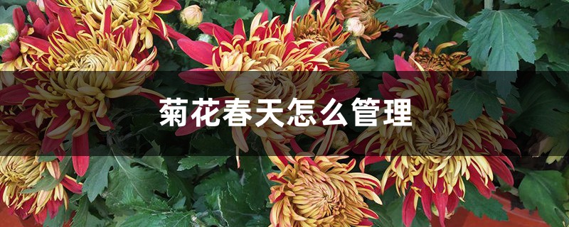 菊花春天怎么管理