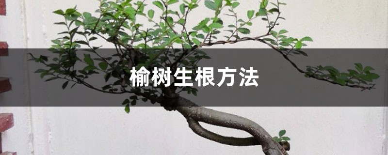 榆树的生根方法