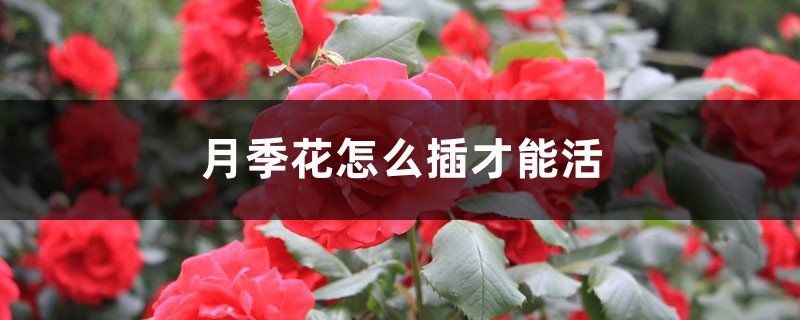 月季花怎么插才能活