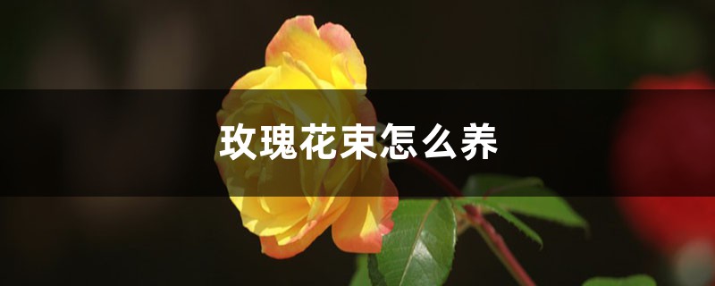 玫瑰花束怎么养