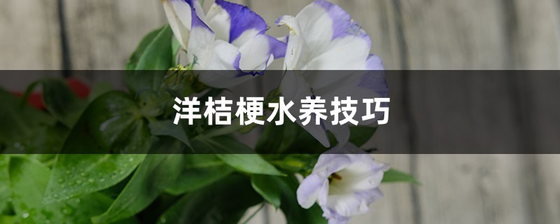洋桔梗水养技巧