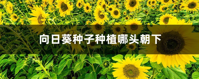 向日葵种子种植哪头朝下