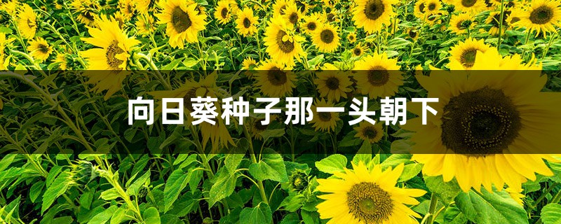 向日葵种子种植哪一头朝下