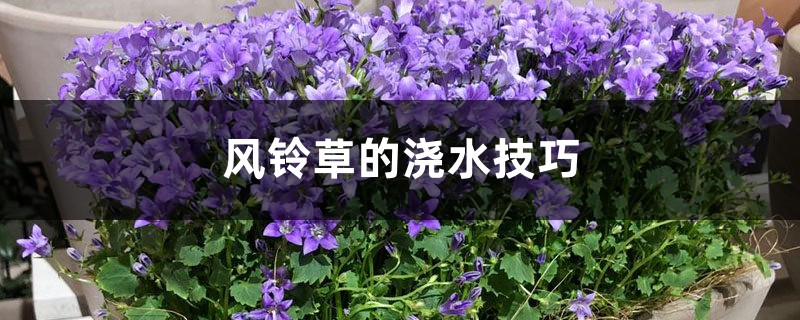风铃草浇水的时间/方法/水量/频率