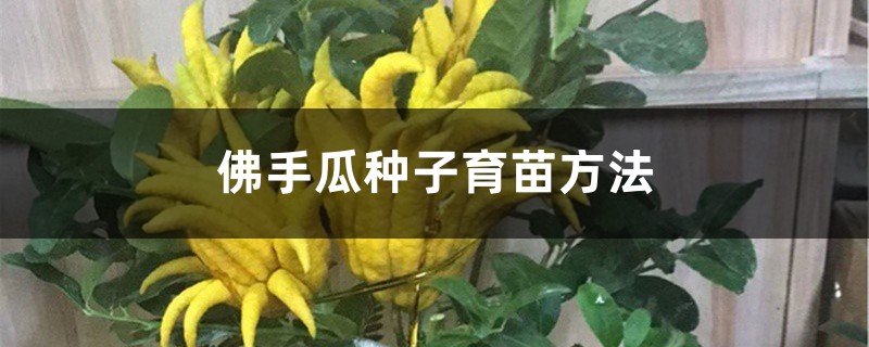 佛手瓜种子育苗方法