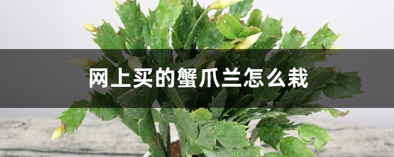 网上买的蟹爪兰怎么栽