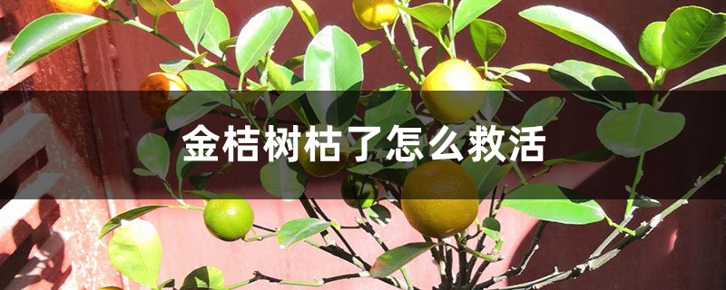 金桔树枯了怎么救活