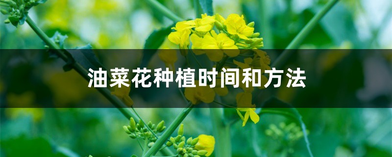油菜花种植时间和方法