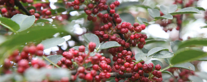花椒怎样育苗