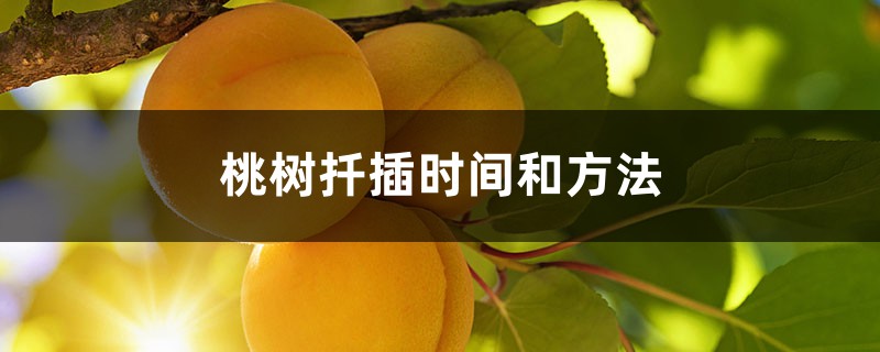 桃树扦插时间和方法