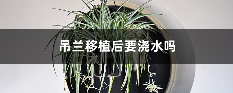 吊兰移植后要浇水吗