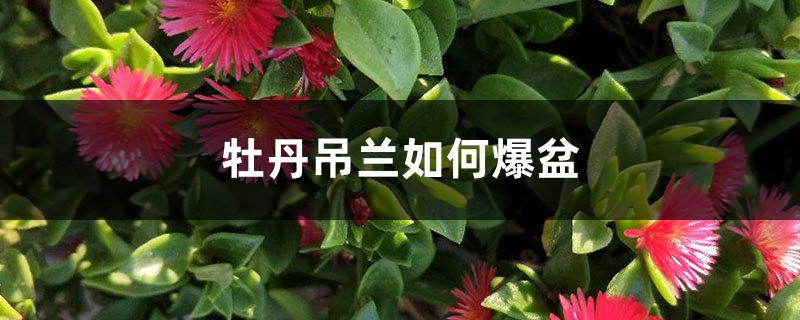 牡丹吊兰如何爆盆