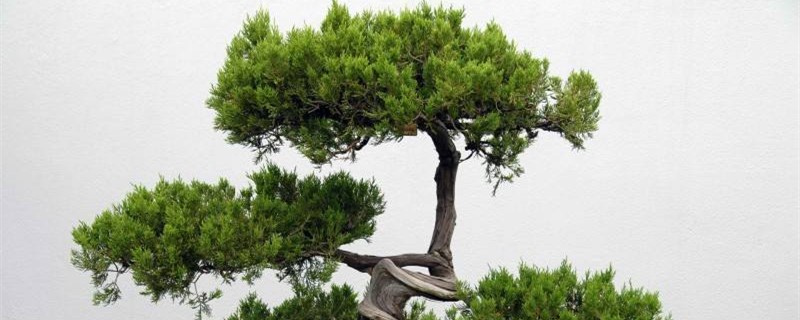 小盆景迎客松怎么养
