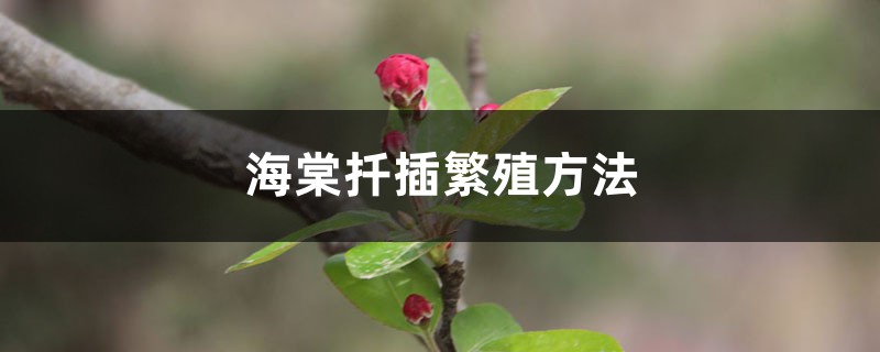 海棠扦插繁殖方法