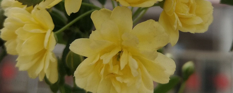 木香花几月扦插