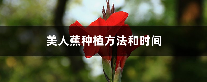 美人蕉种植方法和时间