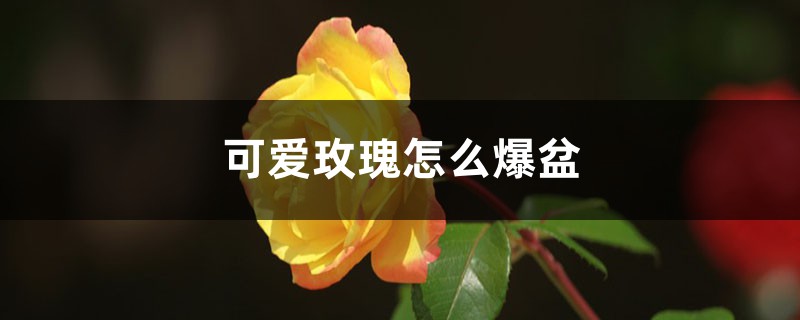 可爱玫瑰怎么爆盆