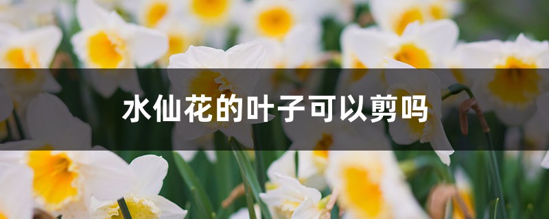 水仙花的叶子可以剪吗