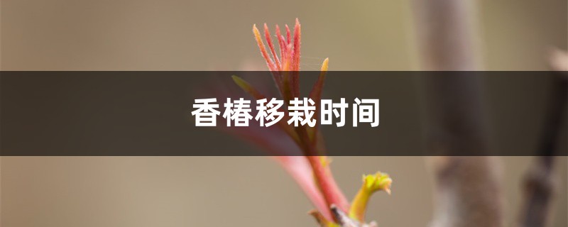 香椿移栽时间