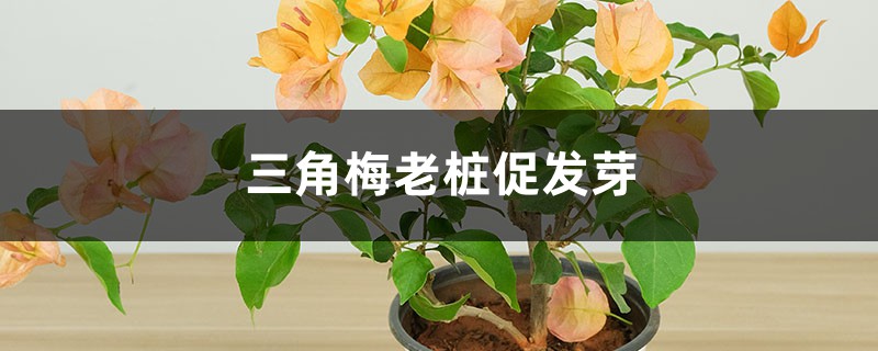 三角梅老桩促发芽方法