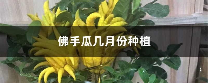 佛手瓜几月份种植