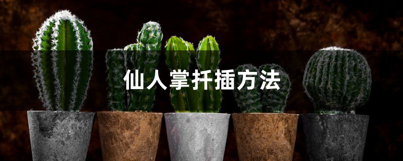 仙人掌扦插方法