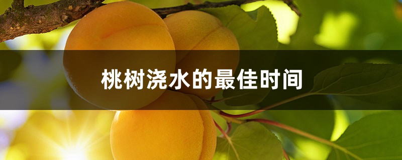 桃树浇水的最佳时间