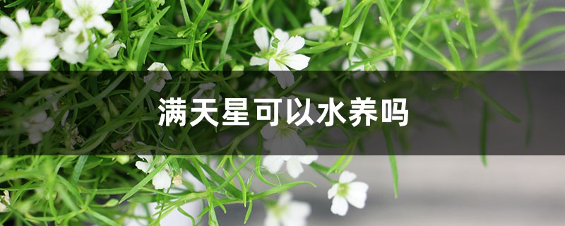 满天星可以水养吗