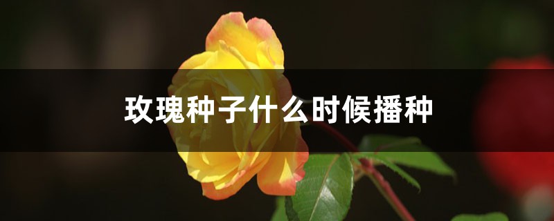 玫瑰种子什么时候播种