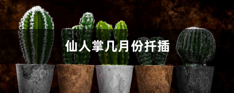 仙人掌几月份扦插
