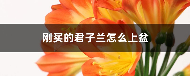 刚买的君子兰怎么上盆